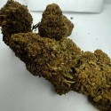Jamaïcan pearl CBD 20% - CBG 10%
