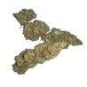 SPECIAL KUSH