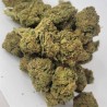 MANGO HAZE