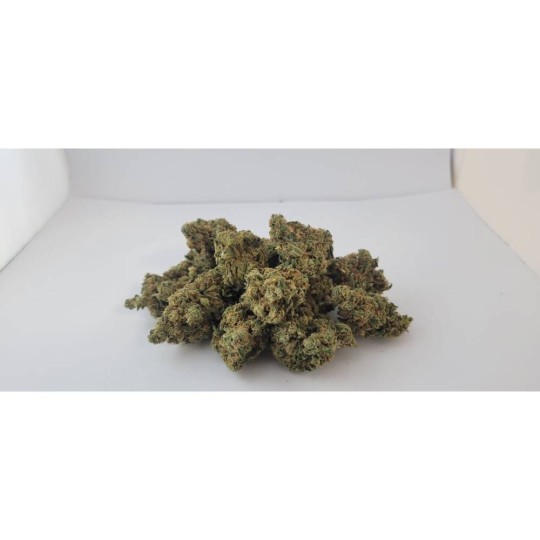 G13 AMNESIA