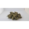 G13 AMNESIA