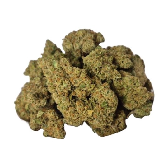 G13 AMNESIA