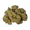 G13 AMNESIA